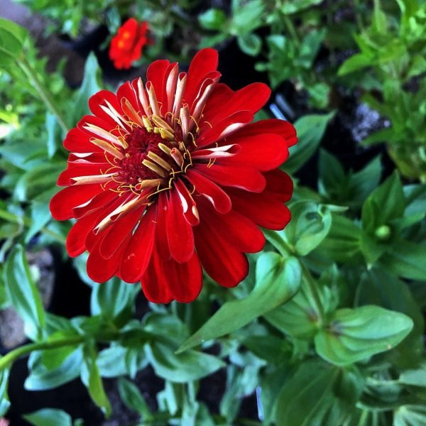Zinnia 'Benary's Giant Scarlet' (Zinnia elegans 'Benary's Giant Scarlet')
