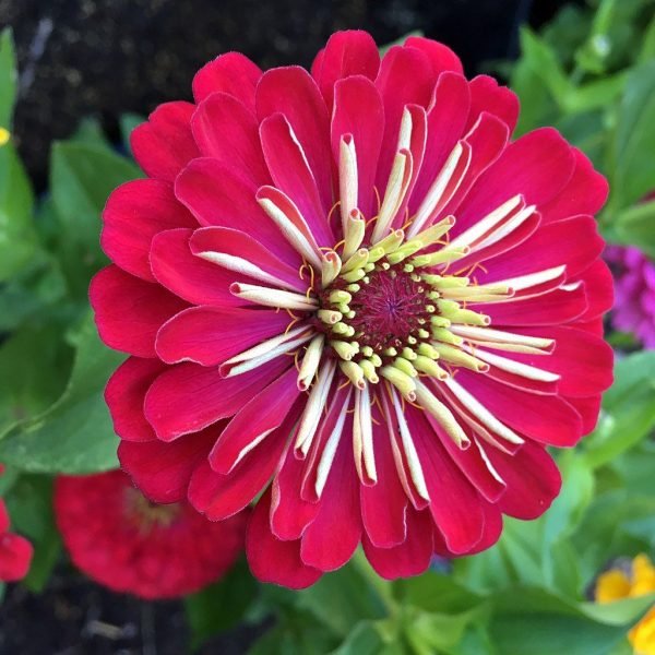 Zinnia 'Dreamland Mixed' (Zinnia elegans Dreamland)