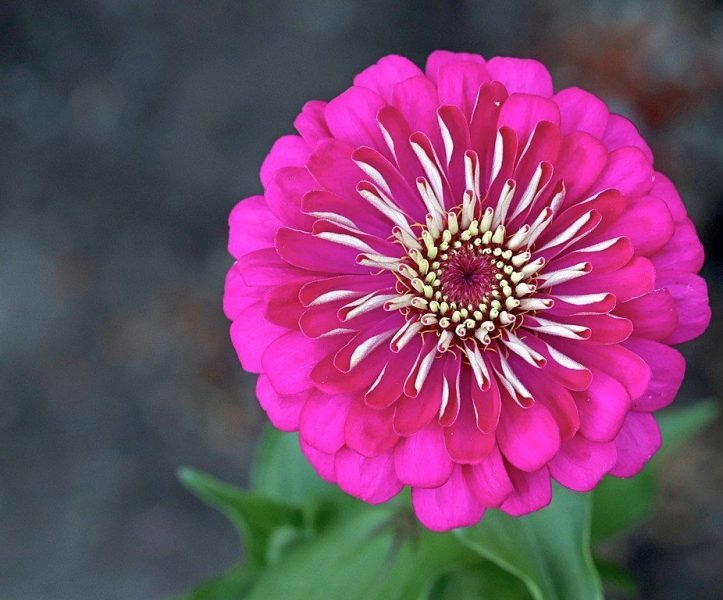 Zinnia 'Dreamland Rose' (Zinnia elegans 'Dreamland Rose')