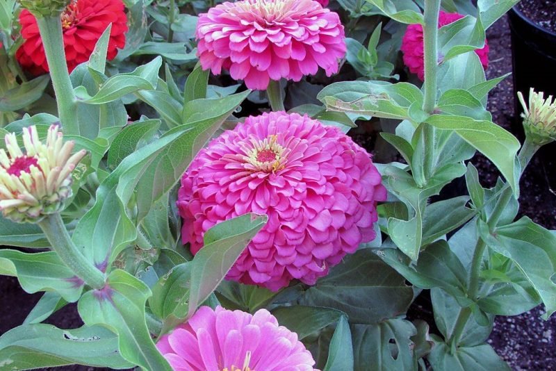 Zinnia 'Magellan Pink' (Zinnia elegans 'Magellan Pink')