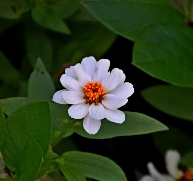Zinnia 'Profusion White' (Zinnia 'Profusion White')
