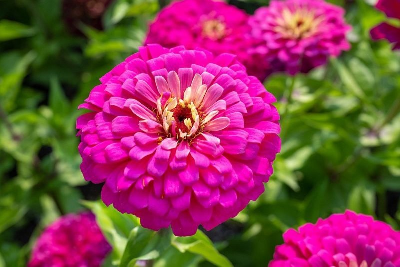Zinnia 'Uproar Rose' (Zinnia elegans 'Uproar Rose')