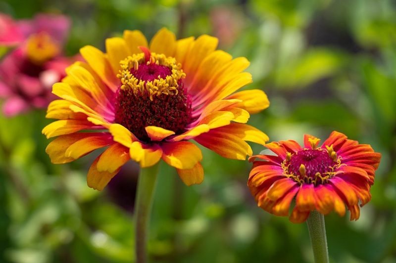 Zinnia [Whirligig Mixed] (Zinnia elegans Whirligig)