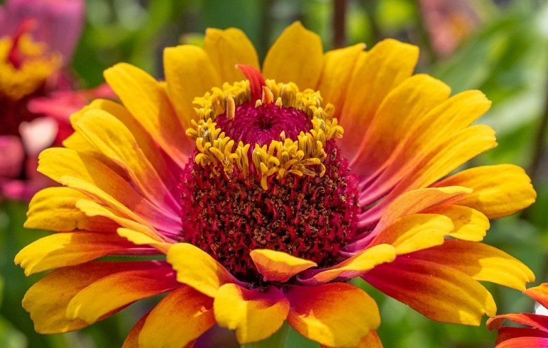 How to plant Zinnia [Whirligig Mixed] (Zinnia elegans Whirligig)_1