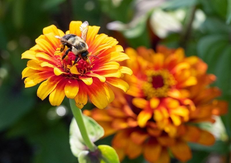 Zinnia 'Zowie! Yellow Flame' (Zinnia elegans 'Zowie! Yellow Flame')