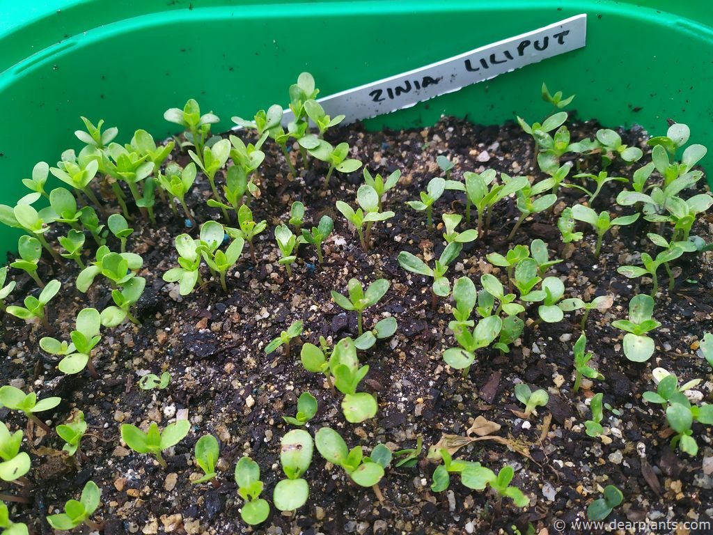 Growing zinnias from seed (Zinnia elegans) step by step [with results!]