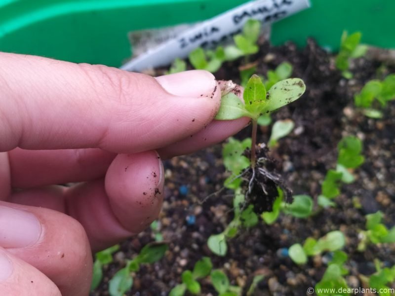 Zinnia seedling ready to transplant