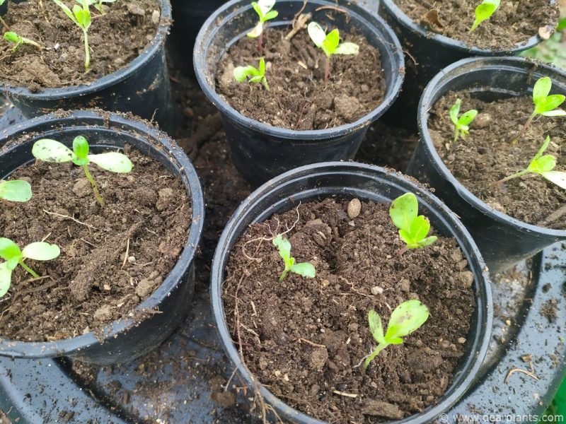Zinnia seedlings to grow in larger pots (Zinnia elegans)