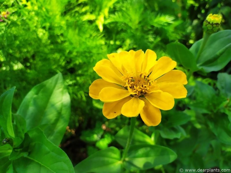 Zinnia simple yellow flower (Zinnia elegans)