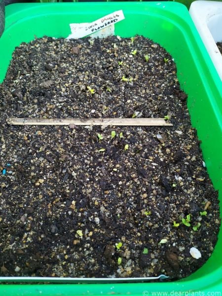 Zinnias germinating (Zinnia elegans)