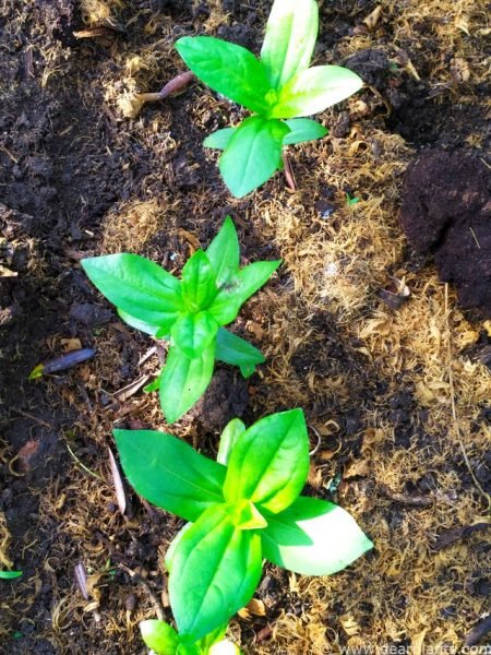 Zinnias growing in final garden position (Zinnia elegans)