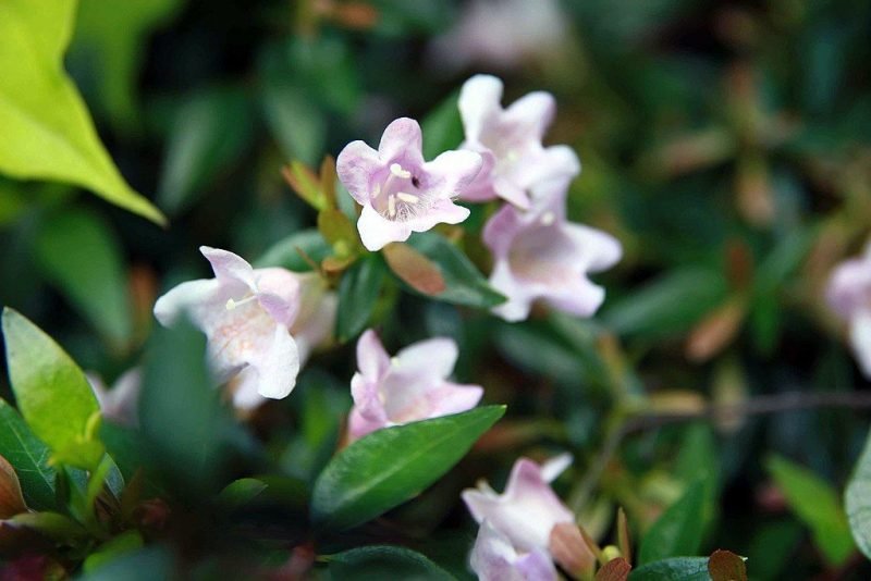 Abelia 'Edward Goucher' (Abelia 'Edward Goucher')