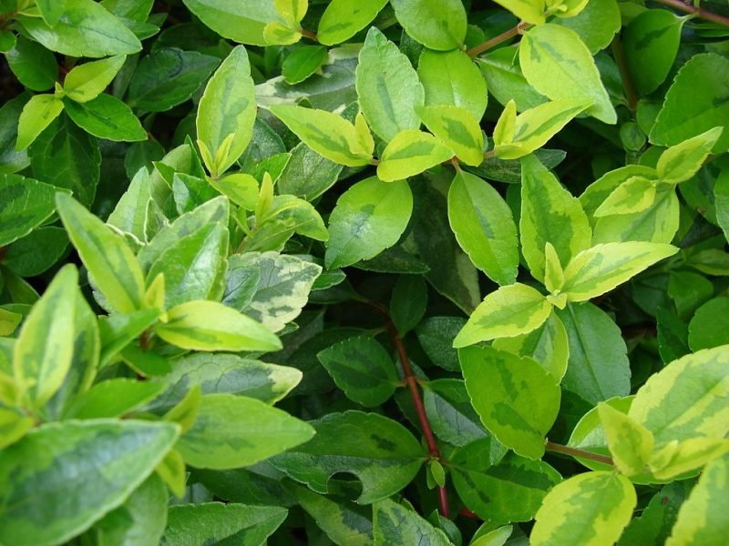 Abelia 'Kaleidoscope' (Abelia × grandiflora 'Kaleidoscope')