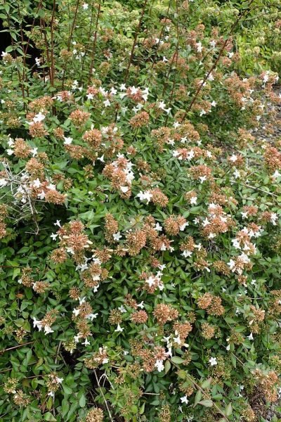 Abelia 'Sherwoodii' (Abelia × grandiflora 'Sherwoodii')