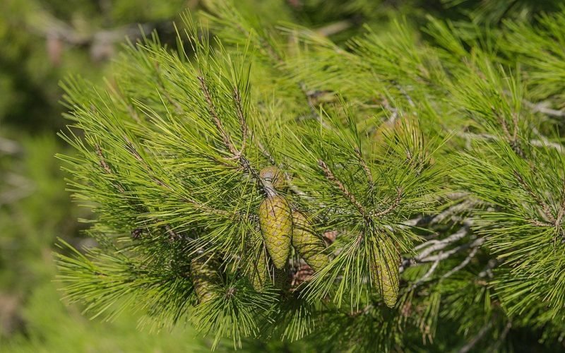 Aleppo pine (Pinus halepensis)