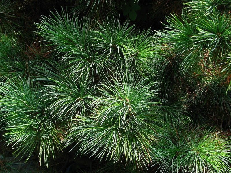Arolla pine (Pinus cembra)
