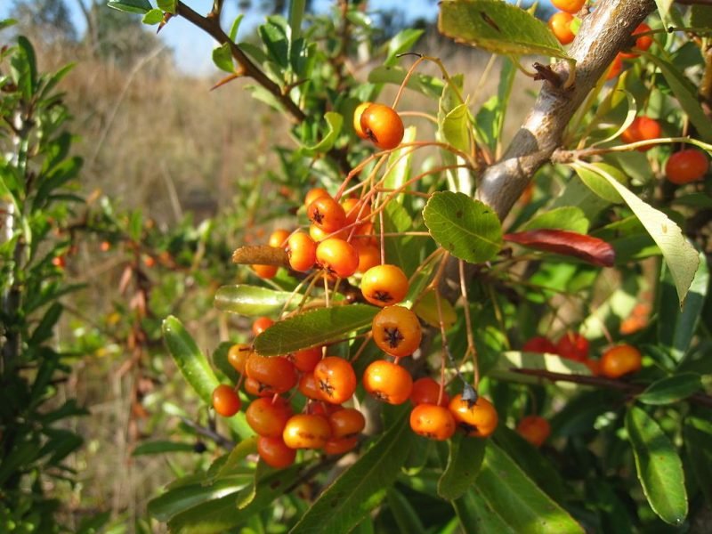 Asian firethorn (Pyracantha rogersiana)