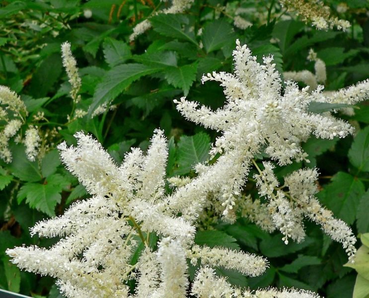 Astilbe 'Bumalda' (Astilbe 'Bumalda' (× arendsii))