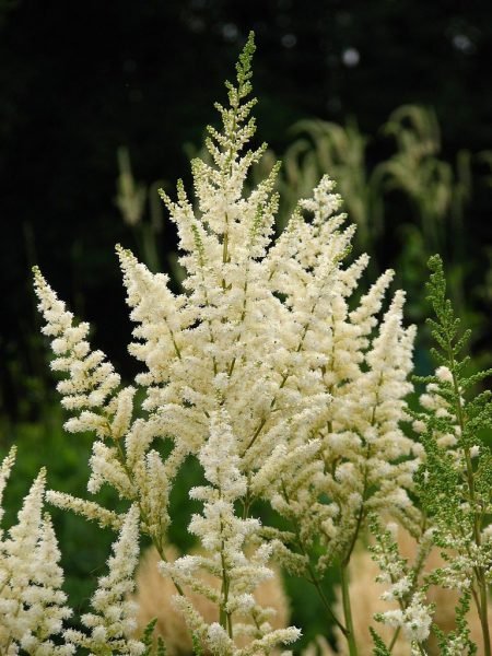 Astilbe 'Diamant' (Astilbe 'Diamant' (× arendsii))