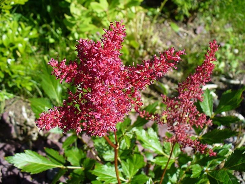 Astilbe 'Fanal' (Astilbe 'Fanal' (× arendsii))