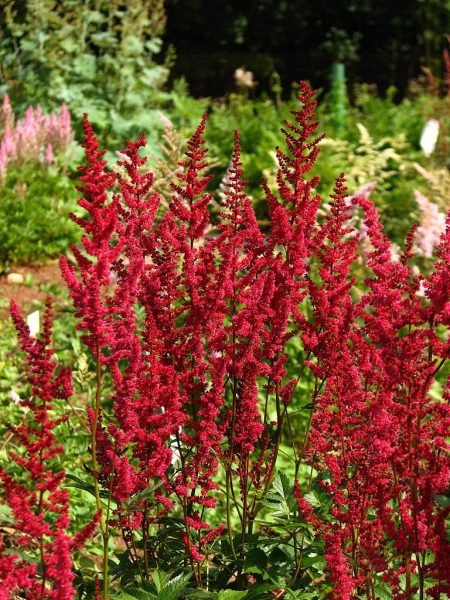 Astilbe 'Glut' (Astilbe 'Glut' (× arendsii))