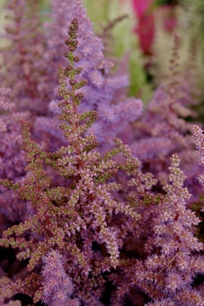Astilbe 'Heart and Soul' (Astilbe 'Heart and Soul')