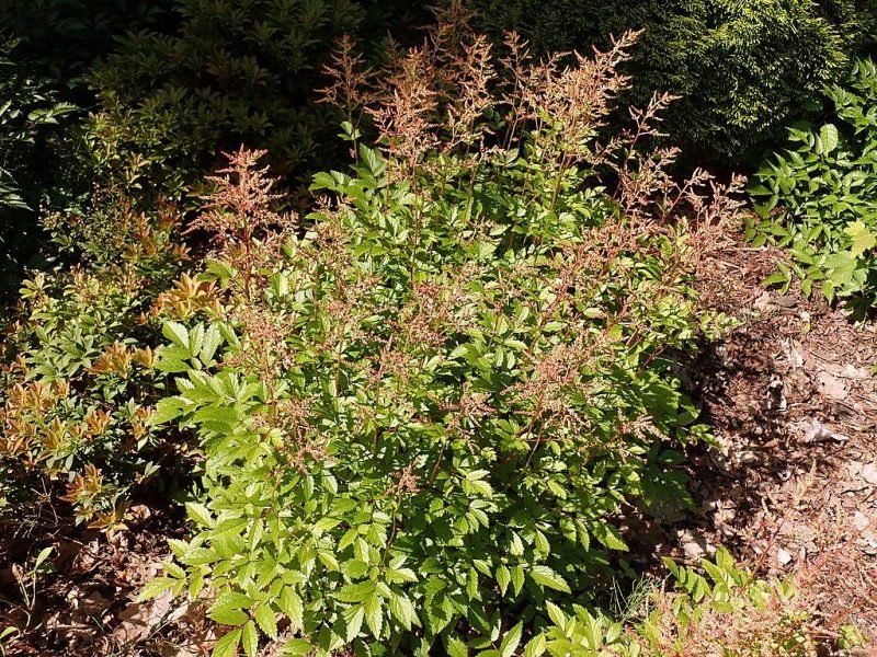 Astilbe 'Mainz' (Astilbe 'Mainz')