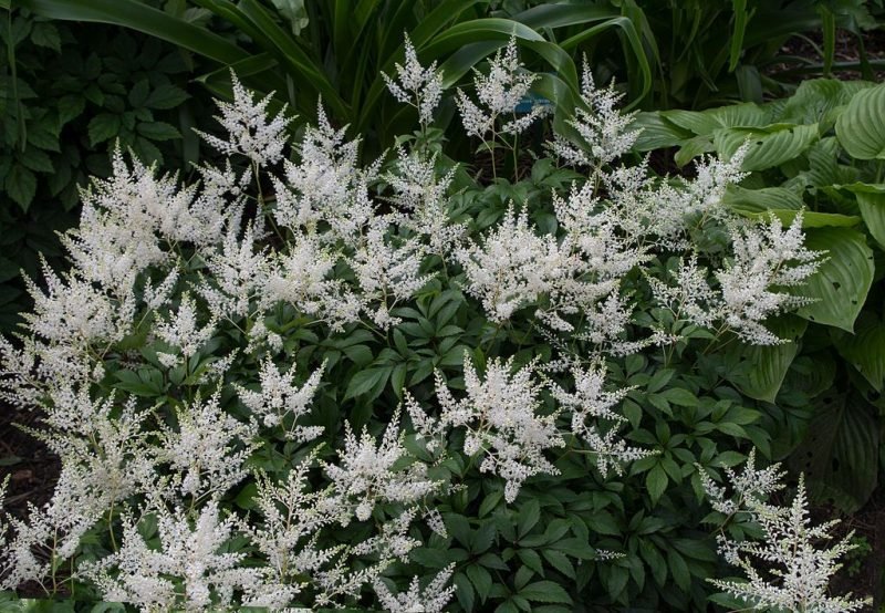 Astilbe 'Queen of Holland' (Astilbe 'Queen of Holland')
