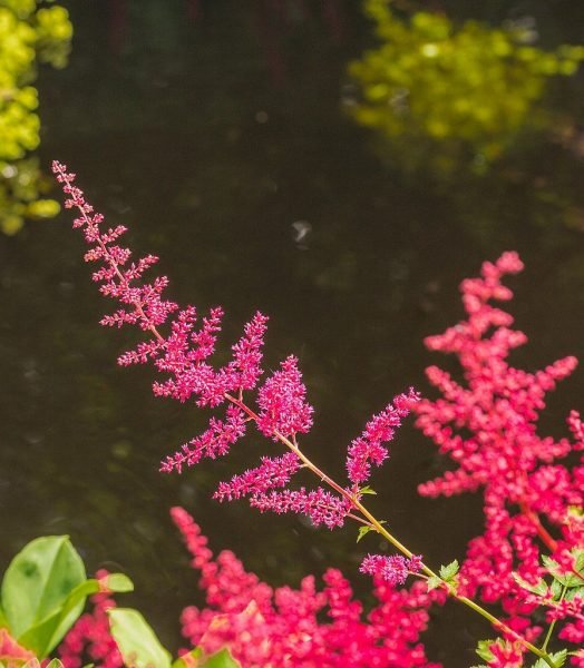 Astilbe 'Spinell' (Astilbe 'Spinell' (× arendsii))