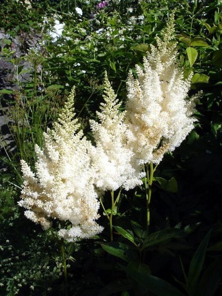 Astilbe 'Weisse Gloria' (Astilbe 'Weisse Gloria' (× arendsii))