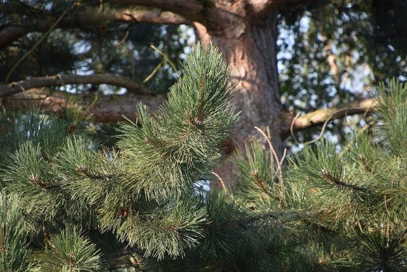 Austrian pine (Pinus nigra)