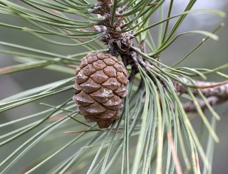 Austrian pine (Pinus nigra subsp. nigra)