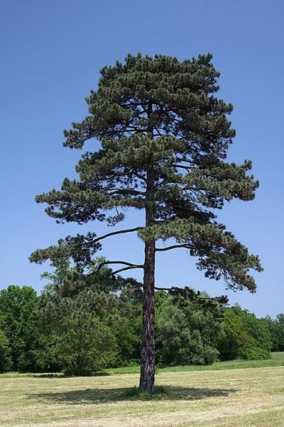 How to plant Austrian pine (Pinus nigra)_1