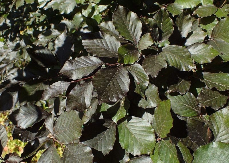 Beech 'Riversii' (Fagus sylvatica 'Riversii')