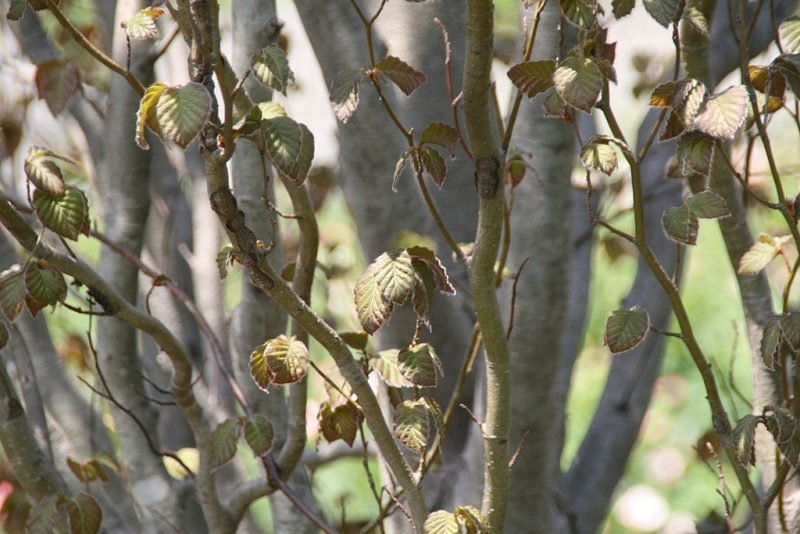 Beech 'Rohan Obelisk' (Fagus sylvatica 'Rohan Obelisk')