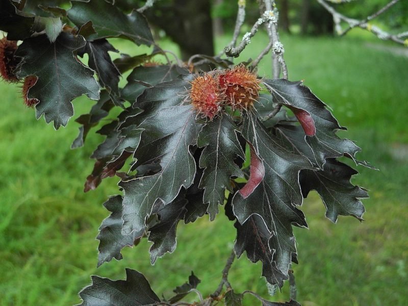 Beech 'Rohanii' (Fagus sylvatica 'Rohanii')