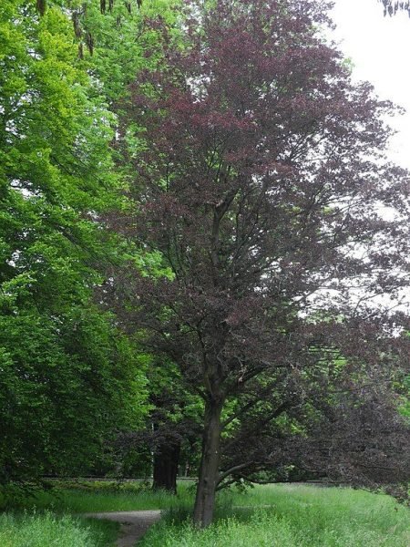 How to plant Beech 'Rohanii' (Fagus sylvatica 'Rohanii')_1