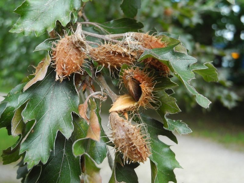 Where to plant Beech 'Rohanii' (Fagus sylvatica 'Rohanii')_2