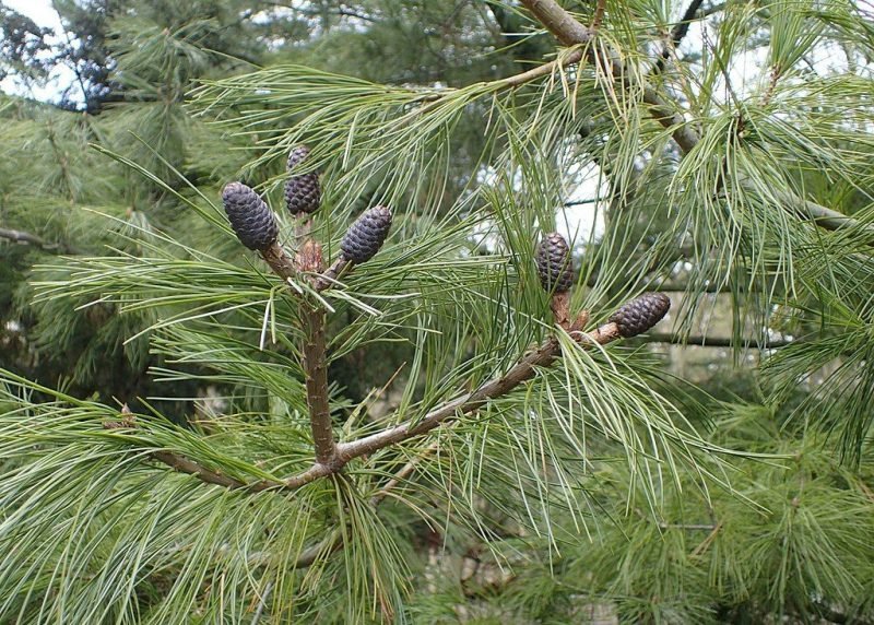 Bhutan pine (Pinus wallichiana)