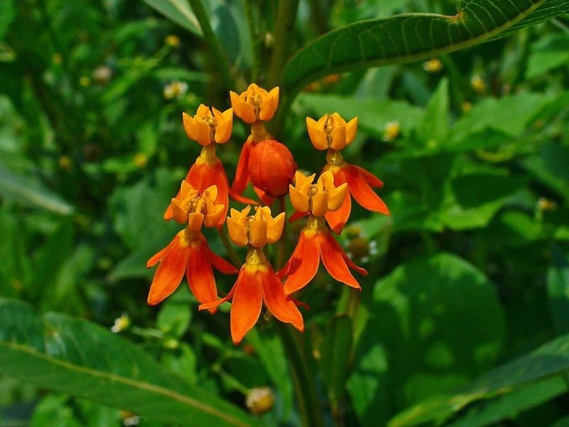 Bloodflower (Asclepias curassavica)