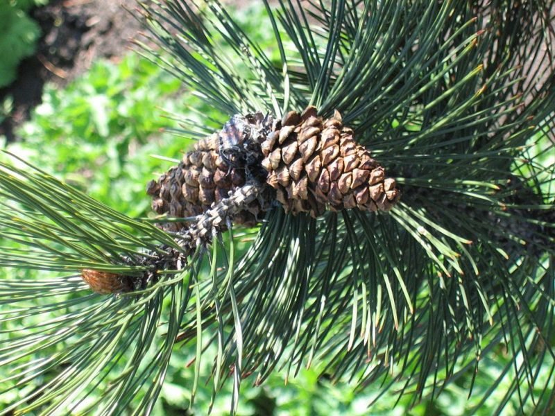 Bosnian pine (Pinus heldreichii)