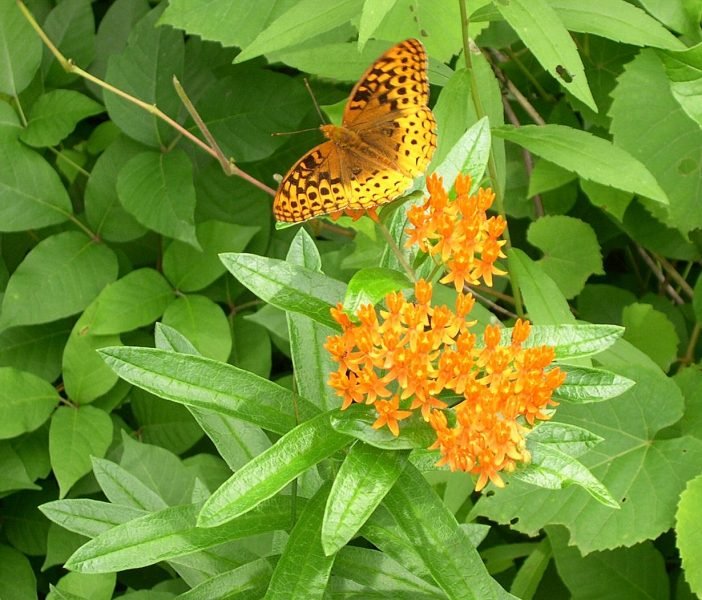 Butterfly flower (Asclepias tuberosa)