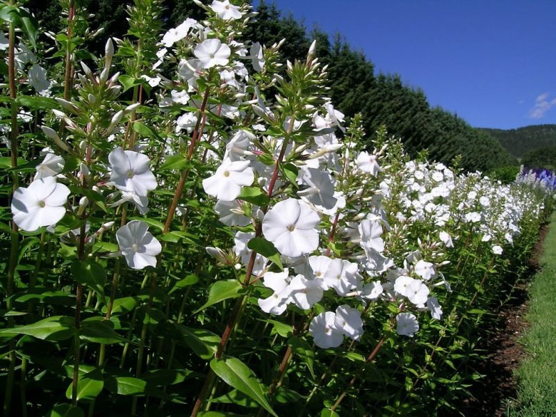 Carolina phlox 'Miss Lingard' (Phlox carolina 'Miss Lingard')