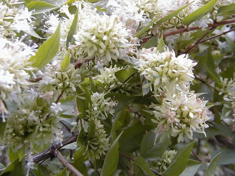 Chinese abelia (Abelia chinensis R. Br.)