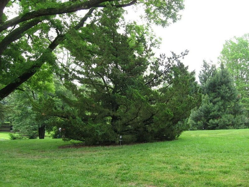 Chinese juniper (Juniperus chinensis)