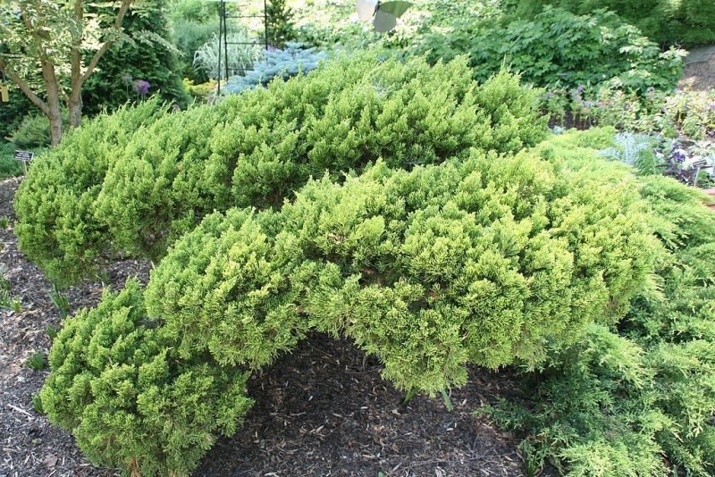 Chinese juniper 'Kaizuka' (Juniperus chinensis 'Kaizuka')