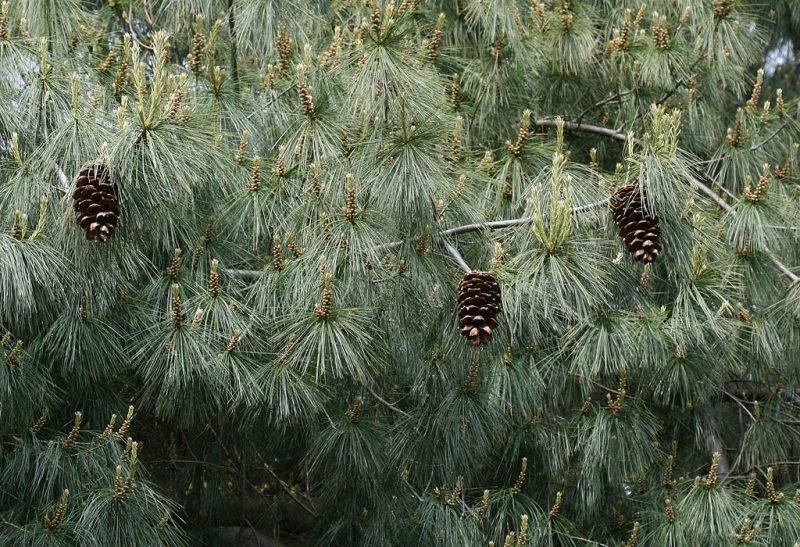 Chinese white pine (Pinus armandi)