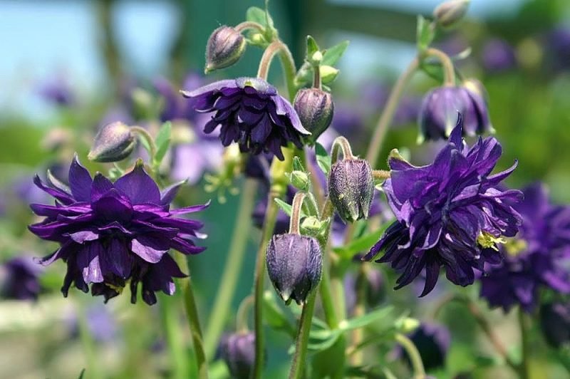 Columbine 'Blue Barlow' (Aquilegia vulgaris var. stellata 'Blue Barlow')