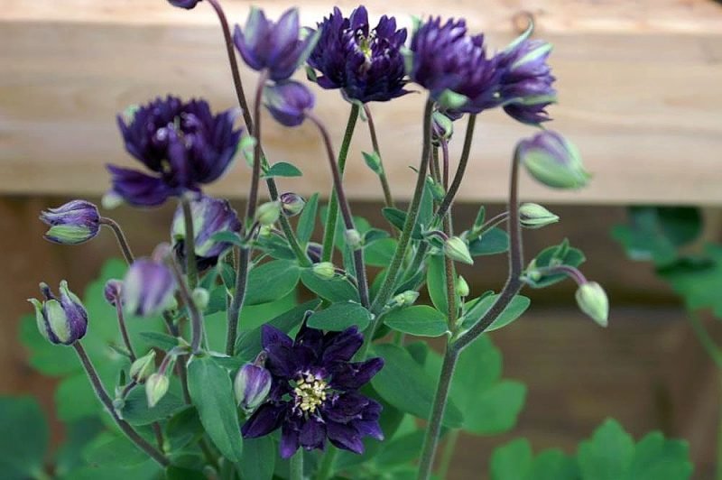 Columbine 'Clementine Dark Purple' (Aquilegia vulgaris 'Clementine Dark Purple')
