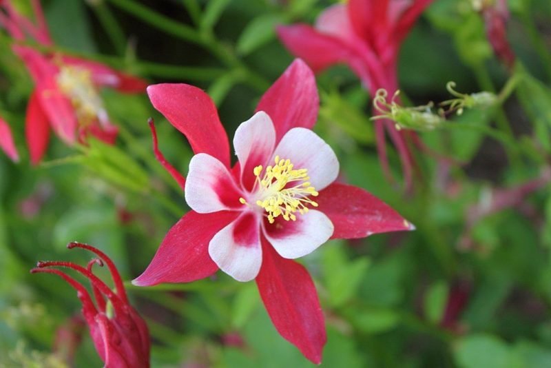 Columbine 'Origami Red and White' (Aquilegia 'Origami Red and White')